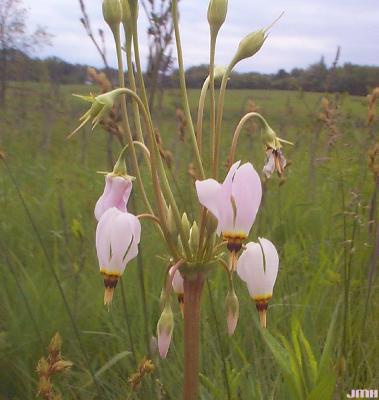 Dodecatheon meadia L. (shooting star), flowers