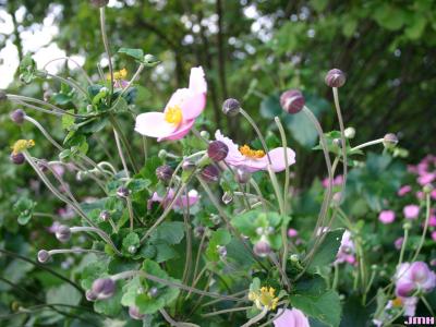 Anemone x hybrida ‘September Charm’ (September Charm Japanese anemone), growth habit