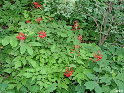 Actaea rubra (Aiton) Willd. (red baneberry), growth habit