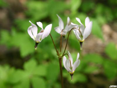 Dodecatheon meadia L. (shooting star), flowers 
