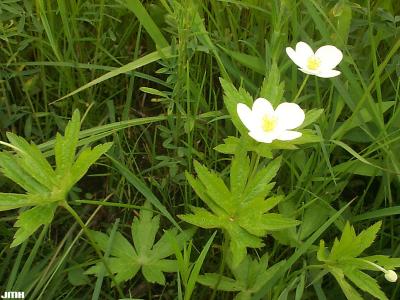 Anemone canadensis L. (Canada anemone),  flowers and leaves