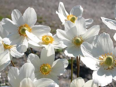 Anemone sylvestris L. (snowdrop anemone), flowers