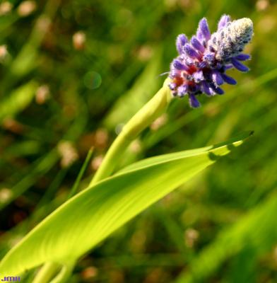Pontederia cordata L. (pickerel-weed), close-up of inflorescence and leaf