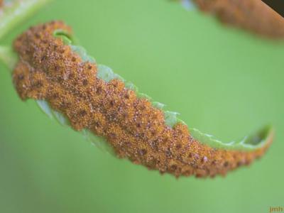 Polystichum acrostichoides (Michx.) Schott (Christmas fern), close-up of pinna showing spores