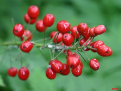 Actaea rubra (Aiton) Willd. (red baneberry), fruit