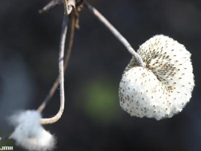 Anemone tomentosa (Maxim.) C. P’ei (wooly anemone), leaf fluff