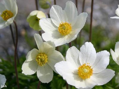 Anemone sylvestris L. (snowdrop anemone), flowers
