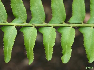 Polystichum acrostichoides (Michx.) Schott (Christmas fern), close-up of leaf blade