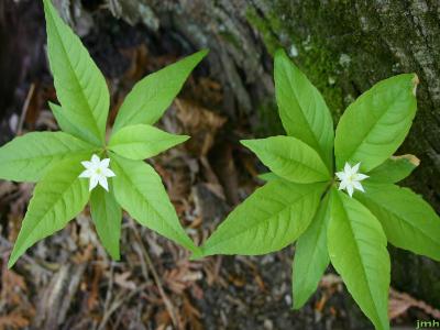 Trientalis borealis Raf. (starflower), habit 
