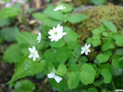 Thalictrum thalictroides (L.) Eames & Boivin (rue anemone), flowers