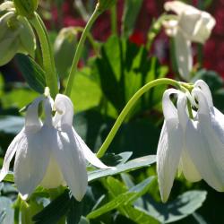 Aquilegia flabellata ‘Nana Alba’ (Dwarf white fan columbine), flowers