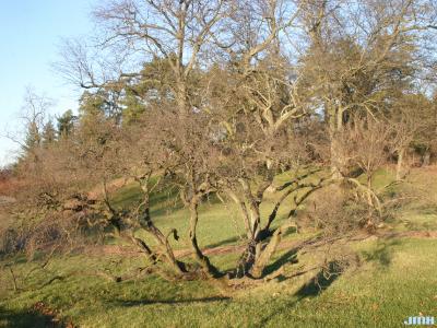 Rhamnus davurica var. nipponica Makino (Nippon buckthorn), growth habit, tree form