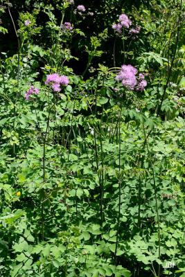 Thalictrum aquilegiifolium L. (columbine meadow-rue), growth habit