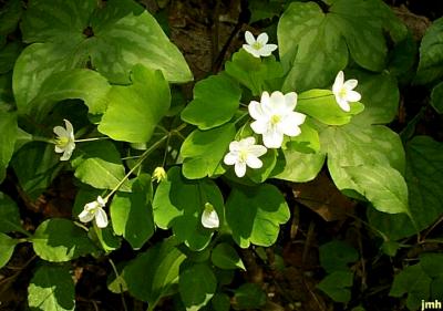 Thalictrum thalictroides (L.) Eames & Boivin (rue anemone), flowers and leaves