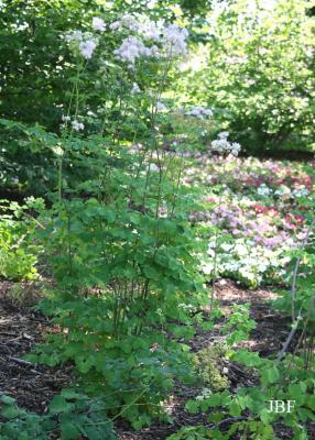 Thalictrum aquilegiifolium L. (columbine meadow-rue), growth habit