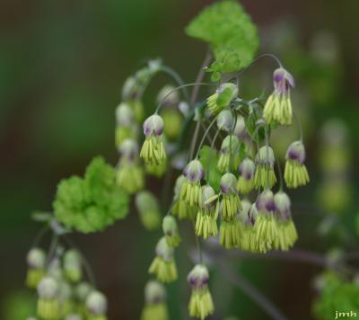 Thalictrum dioicum L. (early meadow-rue), flowers