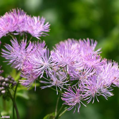 Thalictrum aquilegiifolium ‘Purpureum’ (Purple columbine meadow-rue), close-up of flowers