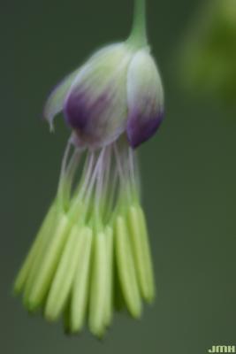 Thalictrum dioicum L. (early meadow-rue), close-up of flower