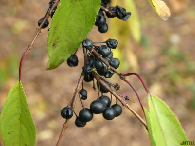Rhamnus ussuriensis J. J. Vassil. (Ussurian buckthorn), fruit