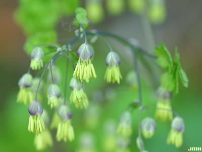Thalictrum dioicum L. (early meadow-rue), flowers