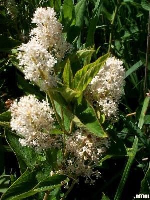 Ceanothus americanus L. (New Jersey-tea), flowers