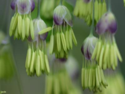Thalictrum dioicum L. (early meadow-rue), close-up of flowers