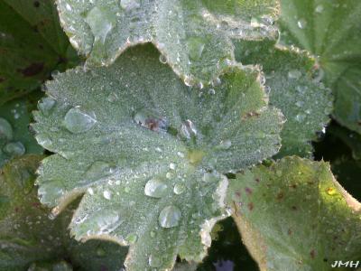 Alchemilla mollis ‘Auslese’ (auslese lady’s mantle), leaf 