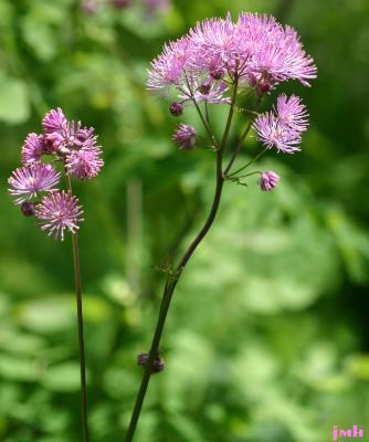 Thalictrum aquilegiifolium ‘Purpureum’ (Purple columbine meadow-rue), flowers
