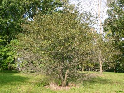 Crataegus crus-galli L. (cockspur hawthorn), growth habit, tree form