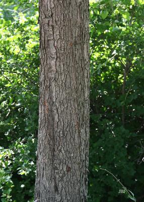 Crataegus phaenopyrum (L. f.) Medicus (Washington hawthorn), bark