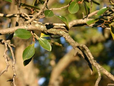 Crataegus crus-galli L. (cockspur hawthorn), branch