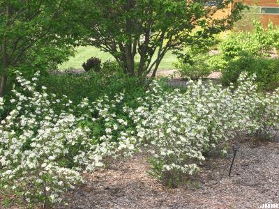 Aronia melanocarpa ‘Morton’ (Morton black chokeberry - Iroquois Beauty™), growth habit, shrub form