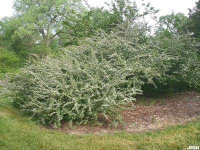 Cotoneaster multiflora var. calocarpa Rehd. & Wils. (showy cotoneaster), growth habit, shrub form