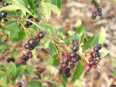 Aronia melanocarpa ‘Morton’ (Morton black chokeberry - Iroquois Beauty™), fruit
