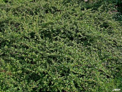Cotoneaster apiculata ‘Blackburn’ (Blackburn cranberry cotoneaster), growth habit, shrub form