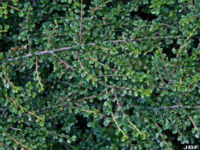 Cotoneaster ‘Hessei’ (Hesse cotoneaster), leaves