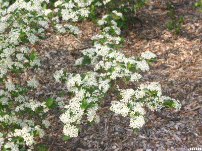 Aronia melanocarpa ‘Morton’ (Morton black chokeberry - Iroquois Beauty™), branch with flowers