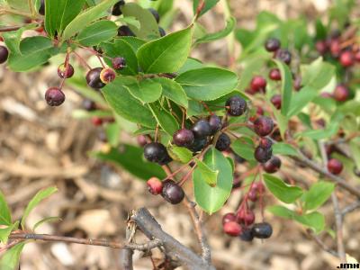 Aronia melanocarpa ‘Morton’ (Morton black chokeberry - Iroquois Beauty™), fruit and leaves