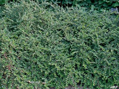 Cotoneaster ‘Hessei’ (Hesse cotoneaster), growth habit, shrub form