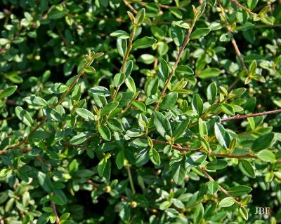 Cotoneaster apiculata ‘Blackburn’ (Blackburn cranberry cotoneaster), branch