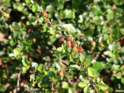 Cotoneaster apiculata ‘Blackburn’ (Blackburn cranberry cotoneaster), leaves and fruit
