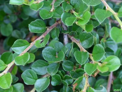 Cotoneaster apiculata ‘Blackburn’ (Blackburn cranberry cotoneaster), close-up of leaves