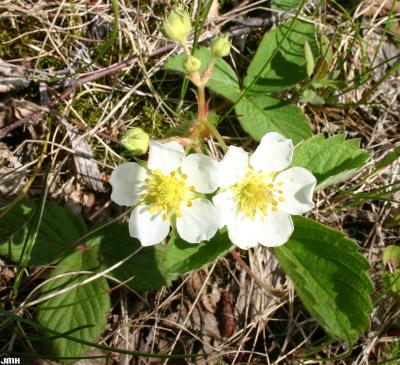 Fragaria virginiana Mill. (wild strawberry), growth habit