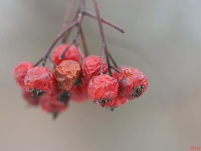 Crataegus phaenopyrum (L. f.) Medicus (Washington hawthorn), withered fruit in winter
