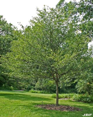 Crataegus viridis ‘Winter King’ (Winter King green hawthorn), growth habit, tree form