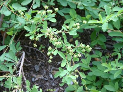 Exochorda racemosa ‘The Bride’ (The Bride Chinese pearl bush), fruit