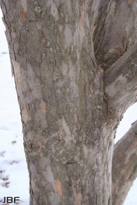 Crataegus viridis ‘Winter King’ (Winter King green hawthorn), bark
