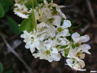 Exochorda racemosa ‘The Bride’ (The Bride Chinese pearl bush), flowers