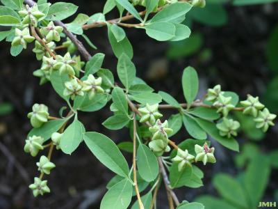 Exochorda racemosa ‘The Bride’ (The Bride Chinese pearl bush), fruit