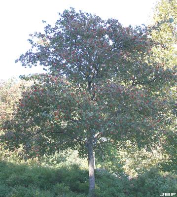 Crataegus phaenopyrum (L. f.) Medicus (Washington hawthorn), growth habit, tree form